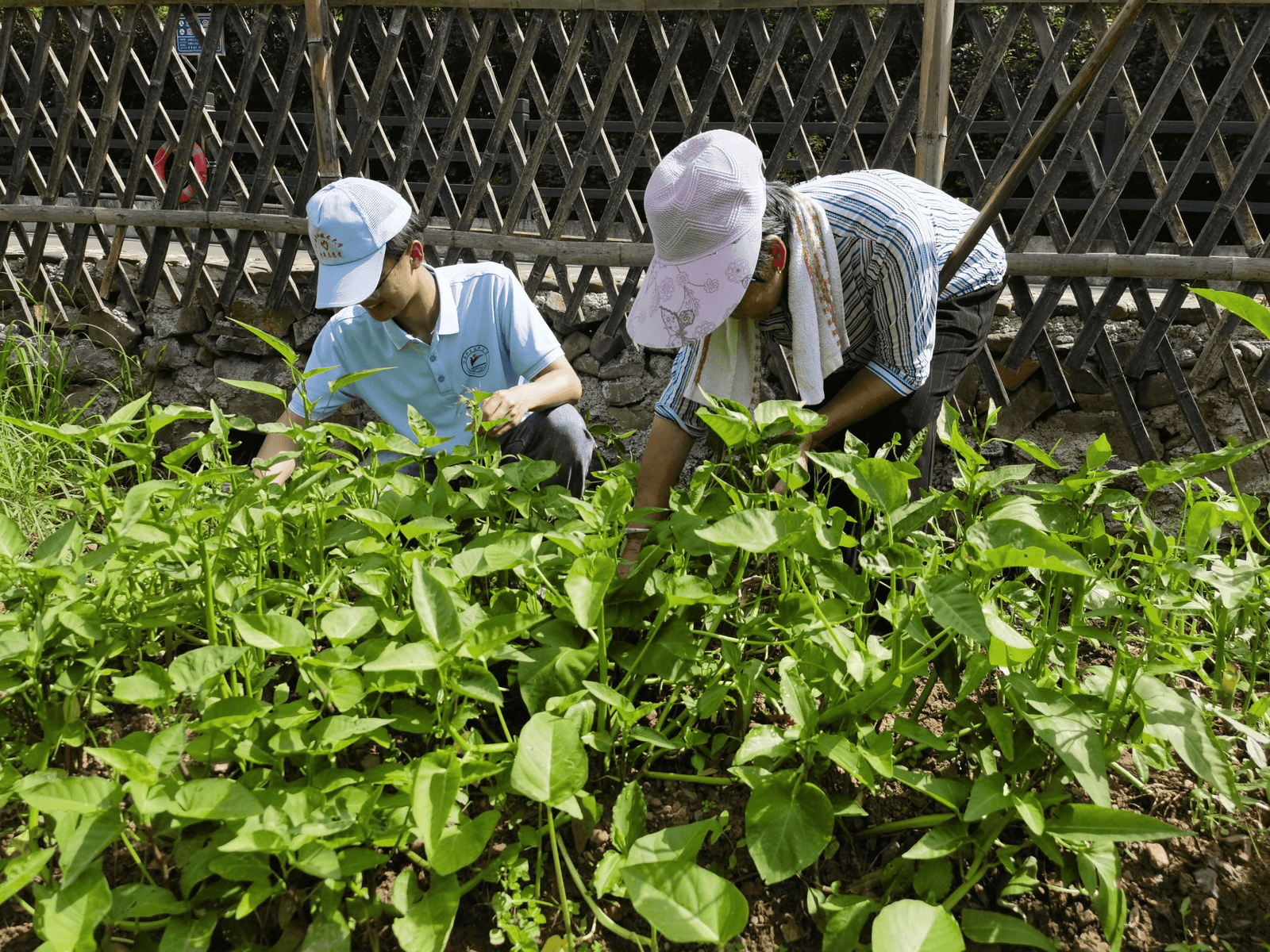 扎根草原，情暖牧区 ——内蒙古农业大学职业技术学院2026年暑期“三下乡”社会实践活动纪实